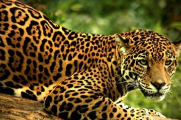 a jaguar standing next to a cat