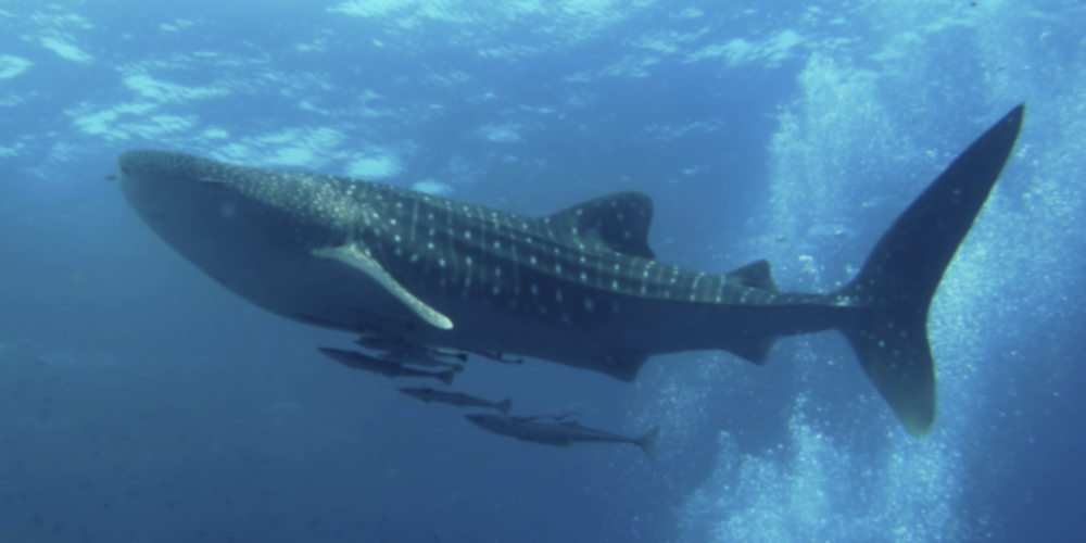 a fish swimming under water